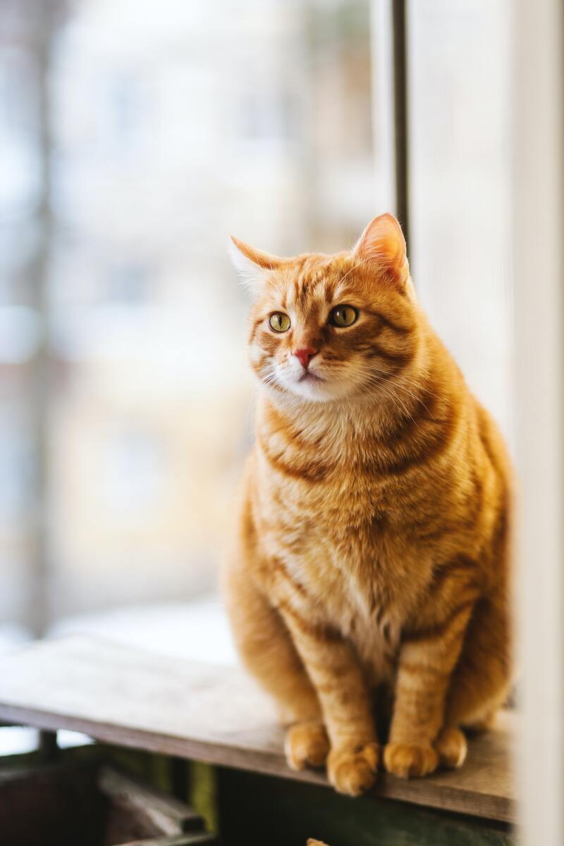¿Cómo tratar la insuficiencia renal crónica de mi mascota?
